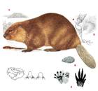 Beaver (Castor)